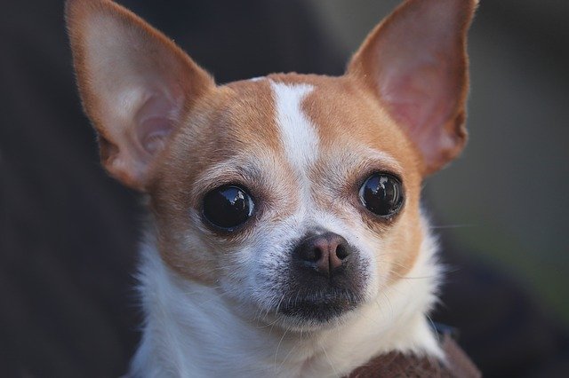 Chihuahua menor raça de cachorro do mundo