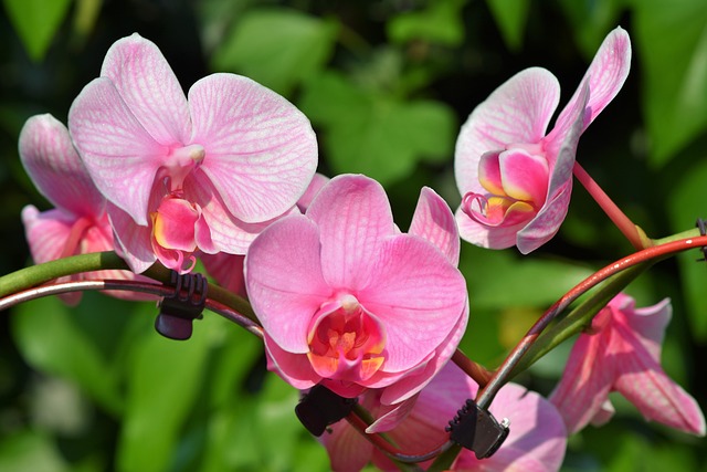 As 10 flores mais lindas do mundo - Sorocaba em foco